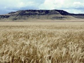 Rocky Boy’s Reservation located in north central Montana. Photo courtesy of USDA Natural Resource Conservation 服务. 